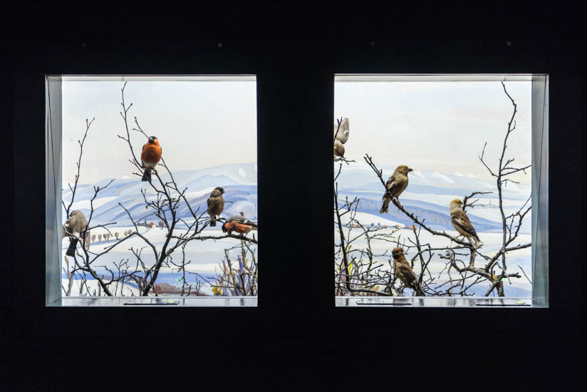Diorama d'oiseaux