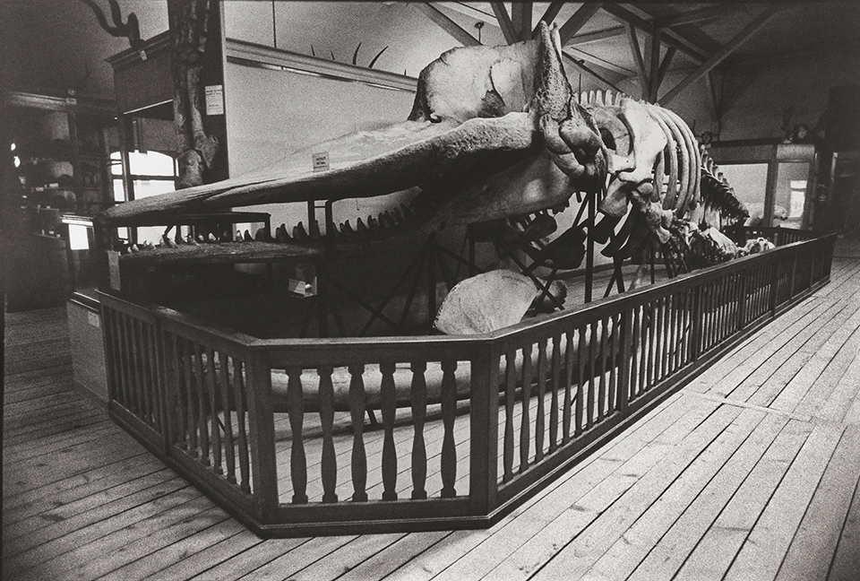 Squelette de cachalot au milieu du 20e siècle