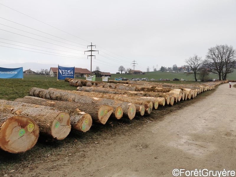 Mise de bois précieux