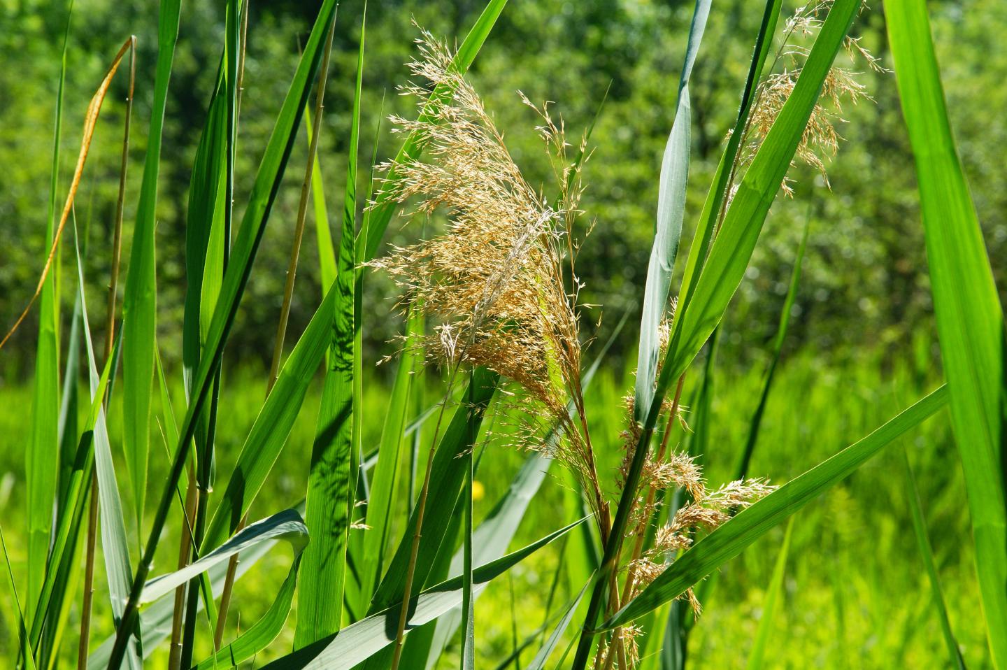 Roseau commun - phragmites