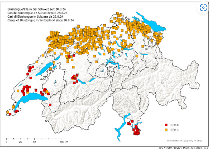 Verteilung der BTV Fälle bei Rindern und Schafen