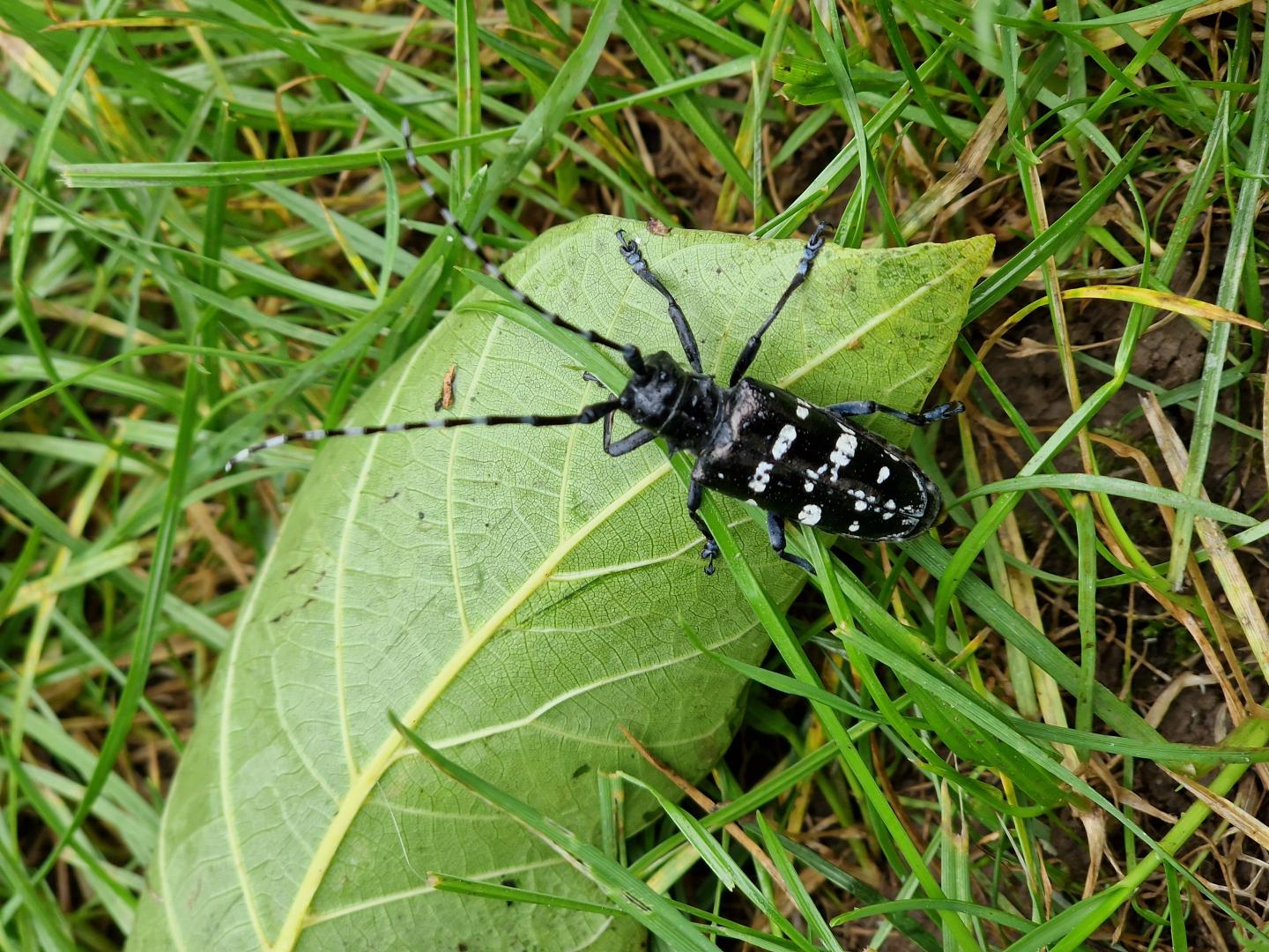 Asiatischer Laubholzbockkäfer - Fall Marly