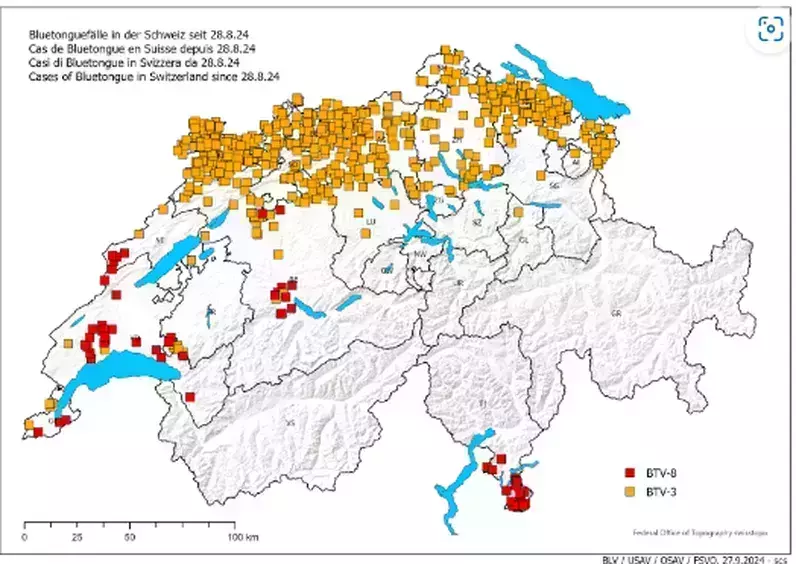 Verteilung der BTV Fälle bei Rindern und Schafen