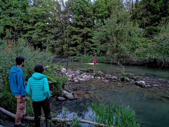 Des filets installés sur la Sarine permettent d’intercepter les chauves-souris. 