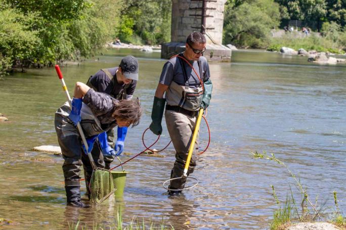 Pêche électrique à la Sarine 