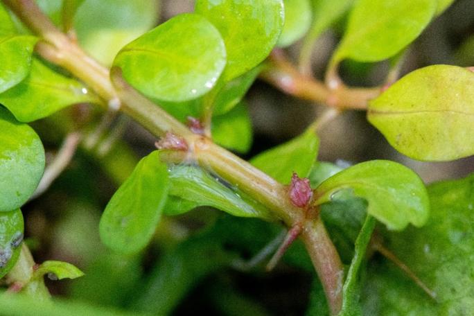 Die rosaroten Blüten des Sumpfquendels sind nur etwa einen Millimeter lang. 