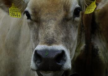 Vache avec marques auriculaires