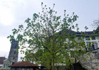 Baum in der Stadt Freiburg