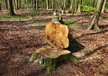 Coupe de bois