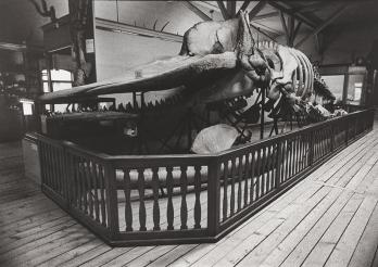 Squelette de cachalot au milieu du 20e siècle