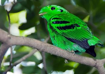 Calyptomena viridis