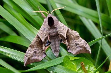 Das Abendpfauenauge (Smerinthus ocellata) ist ein in der Schweiz bedrohter Nachtfalter. 