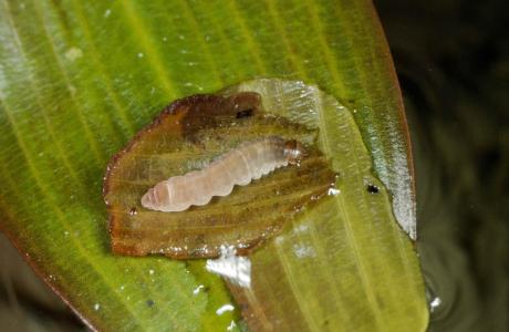 Raupe in geöffnetem Köcher