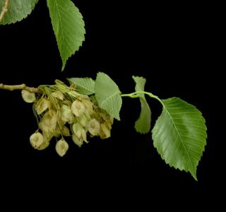 Blätter und Früchte der Flatterulme (Ulmus laevis). 