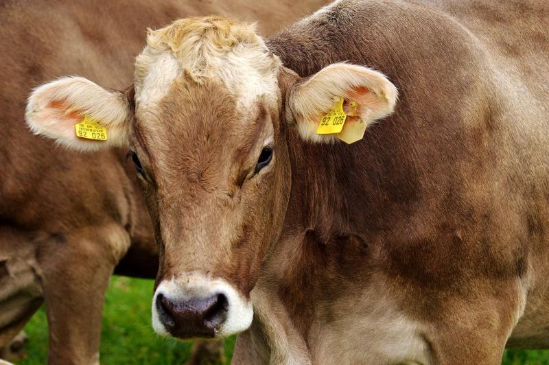 Schutz und Gesundheit von Rindern