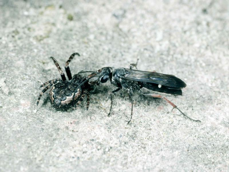 Rotbeinige Wegwespe (Episyron rufipes) mit ihrer Beute 