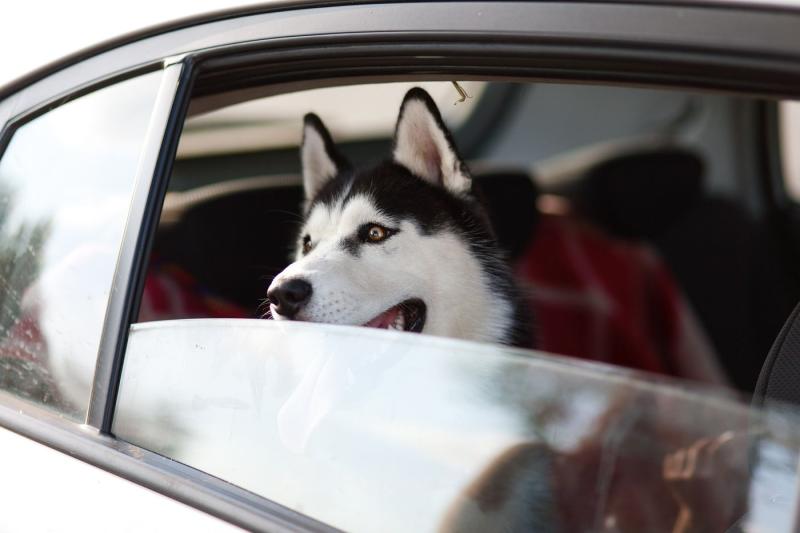 Danger pour les chiens en voiture