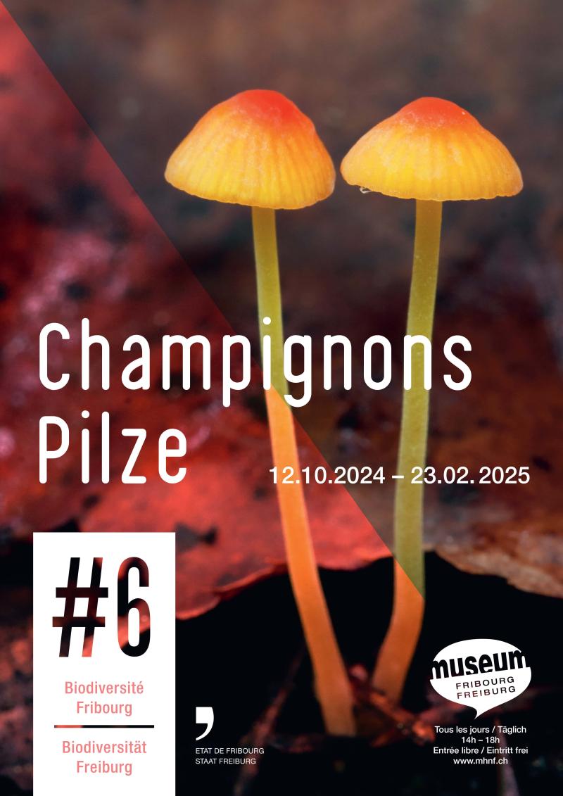 Champignons #6 Biodiversité Fribourg