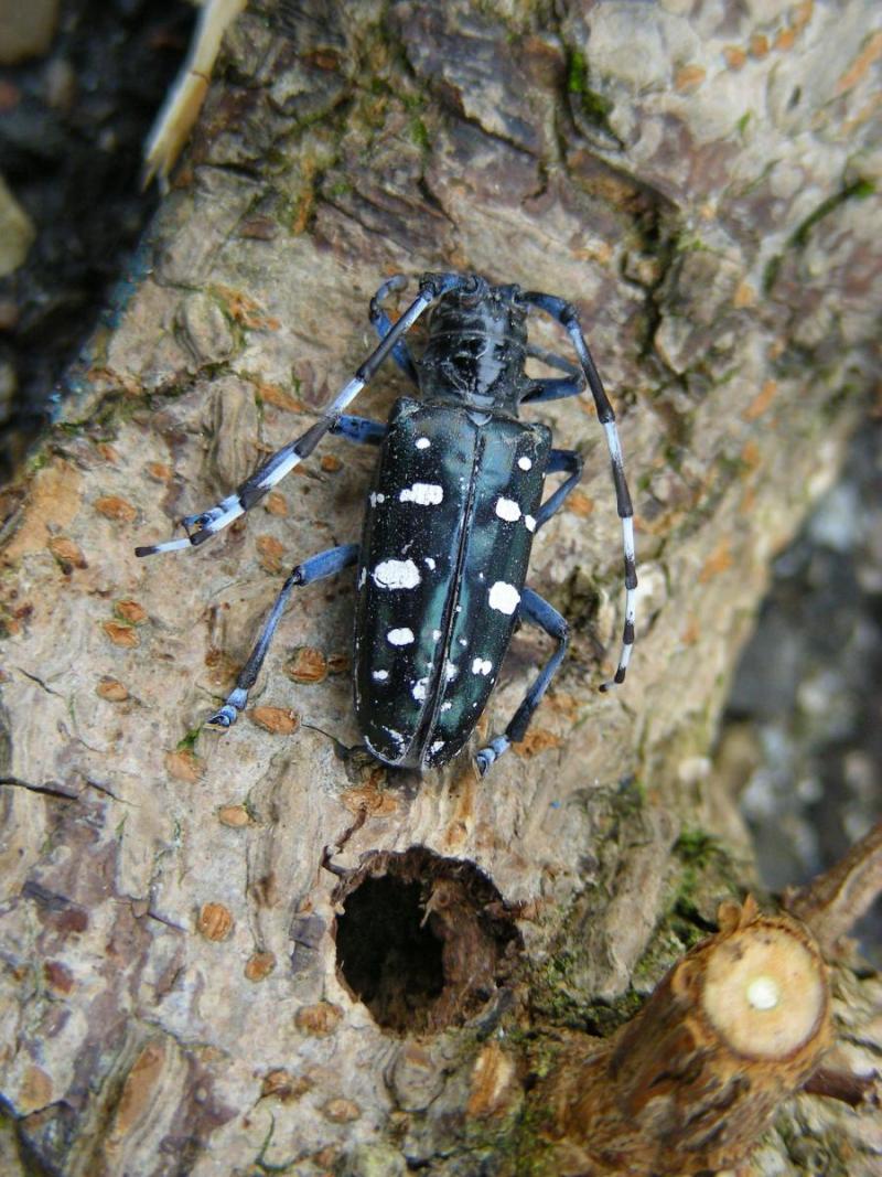 Asiatischer Laubholzbockkäfer 