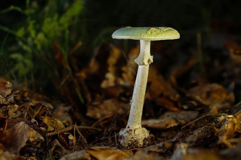 Champignon Amanita phalloides