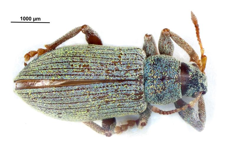 Charançon Polydrusus abeillei. Ce spécimen du Valais constitue la preuve que cette espèce était autrefois présente en Suisse.